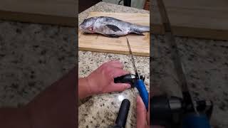 Black Drum Filleting #shorts