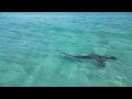 massive tiger shark cruising along the coast