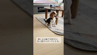 【大暴れ】飼い主の靴下を取ろうと大興奮のビーグル子犬😂 #shorts #ビーグル犬 #子犬