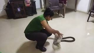 There can be a cobra inside the house../ගේ ඇතුලෙ නාගයෙක් ඉන්න පුලුවන්