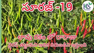 #chilli  కార్తికేయ సీడ్స్ వారి సురజ్-19 లావు రకం లో రారాజు వైరస్ తట్టుకొని అధిక దిగుబడి ఇస్తుంది