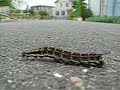 道路横断中・caterpillar on the road