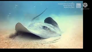 WATCH: Diver Dwarfed By Massive Stingray source the weather channel