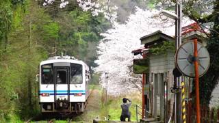 【鉄道のある風景】 JR三江線 花見遊山 (9-Apr-2017) JR-Sankō Line.