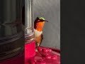 Unbelievable: Watch the Wild Hummingbirds Change Color Right Before Your Eyes!