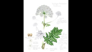 Comparing Hogweed Species