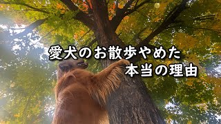 これが理由で愛犬のお散歩やめました