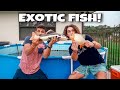 RESCUING EXOTIC FISH For Paul Cuffaro’s POND!!