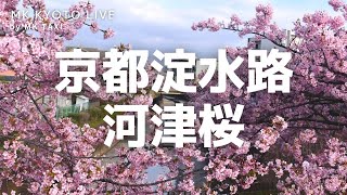 【京都桜】〈淀水路〉で早咲きの河津桜を見ながら〈京都散歩〉