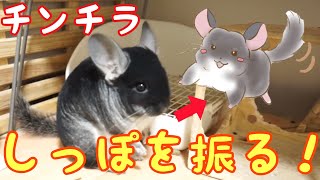 リアルピカチュウ！？しっぽを振るチンチラ　Pokemon Pikachu【Funny and Cute Chinchilla 】