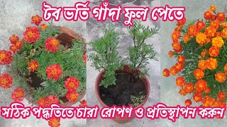 প্রচুর গাঁদা ফুল পেতে হলে এইভাবে চারা রোপণ ও প্রতিস্থাপন করুন। কীভাবে ঝাঁকড়া করবেন? কী কী সার দেবেন