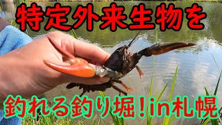 【特定外来生物】ウチダザリガニの味はアレにそっくり！札幌の釣り堀でザリガニ釣りができるって知ってた？前編