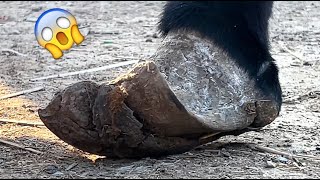 Rescue this donkey afflicted by extreme deformities and bent hooves! Hoof cutting is satisfying