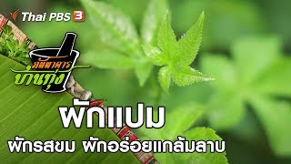 ผักแปม : ภัตตาคารบ้านทุ่ง  (9 พ.ย. 62)