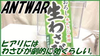 蟻戦争Ⅱ＃111 ヒアリ対策にワサビが効くそうなので、実際に検証してみた！編～It seems that wasabi is effective for Fire ANT～