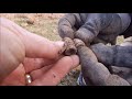 Metal Detecting Gettysburg//Civil War Relics Abound