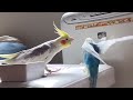 【動画投稿200本記念】オモシロ動画総集編はじまるよ　 セキセイインコ　 オカメインコ　 コザクラインコ おもしろ動画