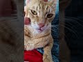 ممنونم که گربهارو لایک سابسکرایب میکنید🙏🏻😻 با_حیوانات_مهربان_باشیم cat love funny pets animal