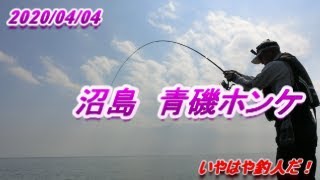 沼島 青磯ホンケ (2020.4.4)