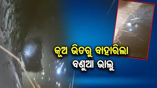 କୂଅ ଭିତରୁ ବାହାରିଲା ବଣୁଆ ଭାଲୁ | Odisha Reporter