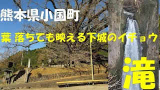 熊本県　小国町　葉　落ちても映える”下城の大イチョウ＆滝”　鍋釜滝