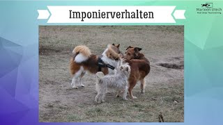 Imponierverhalten