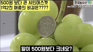 [한국농수산TV] 500원 보다 큰 샤인머스켓 1억2천 매출의 비결은?? 전남 장성