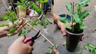 How to grow pomegranate from cutting