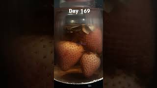 1 YEAR - Strawberries in Water - Time Lapse #timelapse