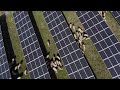 100 Sheep ‘Mow’ Lawn at Solar Farm in Kosovo