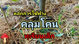 หลักการใช้ฟาง...คลุมโคน...ทุเรียนเล็ก Ep.146 : สวนสบายสบาย