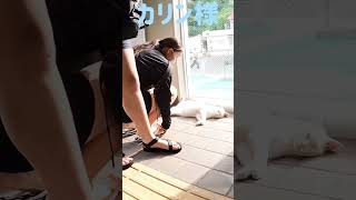 あのボス猫カリン様が可愛い女の子にメロメロ‼️ Ferocious cat #shorts