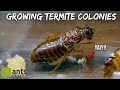 I've Secretly Been Growing Termite Colonies