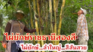 ไผ่ยักษ์ราชธานีสองสี…Dendrocalamus giganteus bicolor  ไผ่ยักษ์ที่สีสันสวยงาม !ราคายังสูงเพราะ???