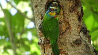 五色鳥Taiwan barbet親鳥與幼鳥~餵食4K