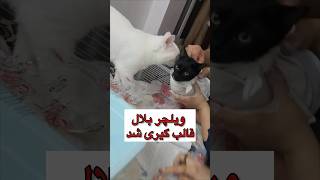 بنز قهرمان بلال داره آماده میشه😍 #cat #catlover #straycat #petcare #kitten