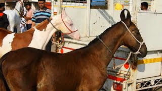 येवला मंडी मैं आए दो बड़ियां बच्चे || YEOLA HORSE MARKET || 19th October 2021