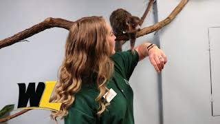 Courtney's Total College Experience in the Zoo Science Program