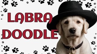 🐾Labradoodle: The Perfect Blend of Love and Intelligence