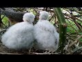 Гнездо Кобчика Кормление птенцов red footed falcon nest