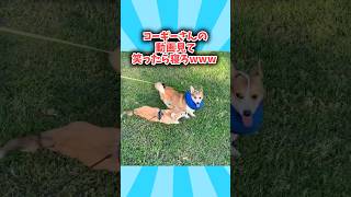 コーギーさんの動画見て笑ったら寝ろwwwww