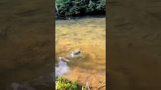 Spotnya bikin hati gemeter #lagitrending #fishing #keindahanalami #mancing #virall_video #funny