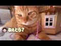 5歳娘が先住猫よりも優先して新入り猫を可愛がる理由が深すぎました...