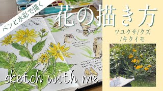 【野外スケッチ】ツユクサ、クズ、キクイモの観察　透明水彩とペン画｜Drawing outside in nature