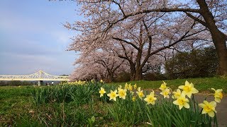 Kitakami Tenshochi Sakura (Cherry Blossom) Festival   Iwate  Japan Tohoku