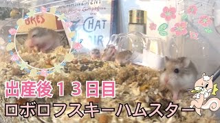 ロボロフスキーハムスター 出産後１３日目