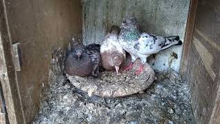 Pakistani Laal Siray pigeons (one kid Amber sira \u0026 one kid Laal sira) 0335 2744223