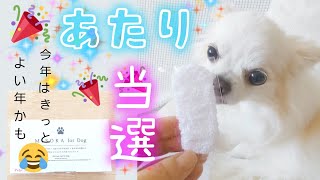 当選したら不満気なチワワww    ママと温度差ありw  【ワクチチェックしたわん】MISOKA for dog