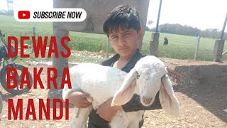 Dewas bakra mandi live update 6 February 2025