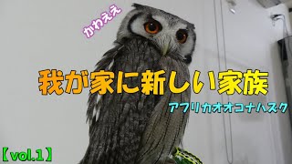 【owl】我が家にもフクロウがきた！　An owl has come to my house【White-faced Scops Owl】